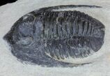 Bargain, Diademaproetus Trilobite - Foum Zguid, Morocco #62079-2